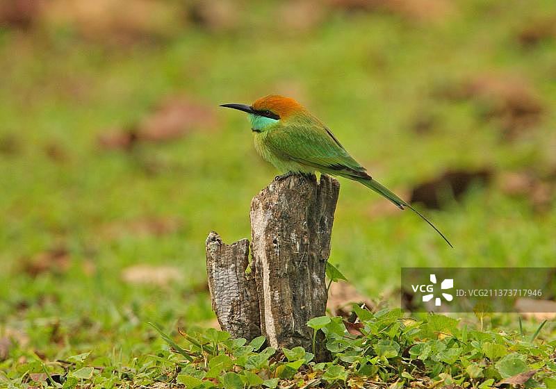 小绿食蜂鸟，斯里兰卡特有种，成鸟栖息在树桩上图片素材
