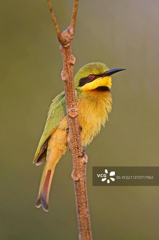小蜂虎成鸟栖息在树枝上，冈比亚，非洲图片素材