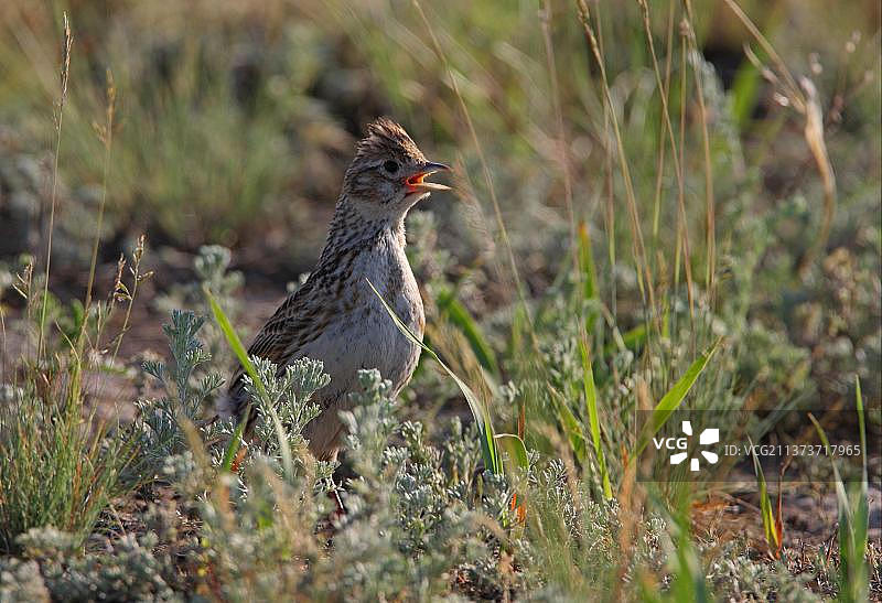 白翅百灵（Melanocorypha leucoptera）成年雌性，喘息，站立在地上，哈萨克斯坦阿克莫拉州，亚洲图片素材