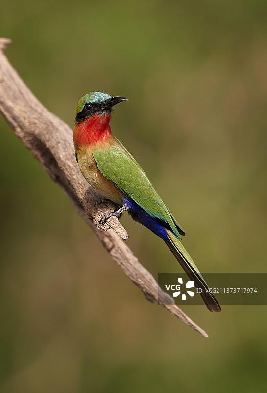红喉蜂虎图片素材