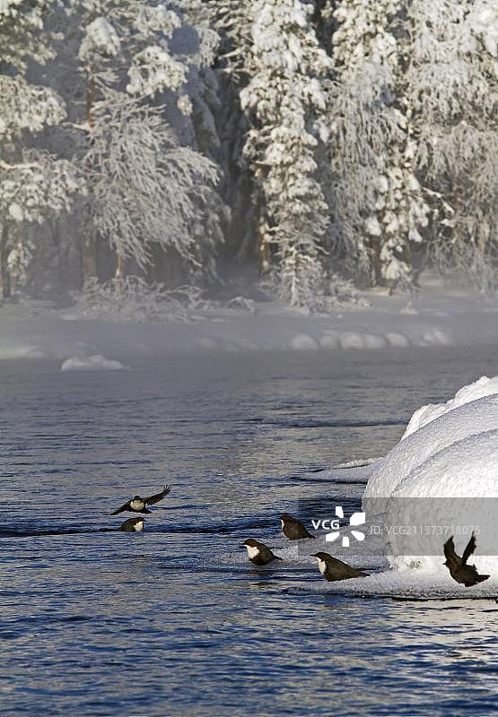 六只成年白胸河乌在河边冰面上过冬，芬兰，欧洲图片素材