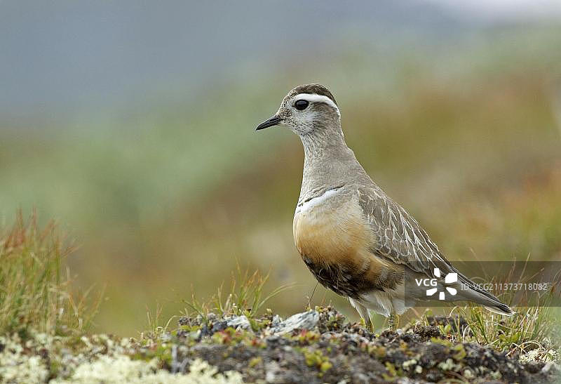 欧亚鸻：栖息在挪威尤通黑门山区图片素材