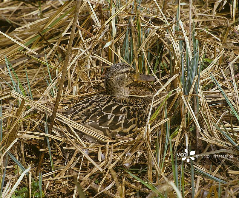 栖息在巢中的绿头鸭图片素材