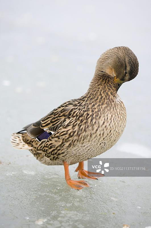 绿头鸭：在英国汉普郡戈斯波特镇公园的冰冻池塘上图片素材