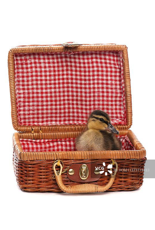 野鸭，鸭子，鹅鸟，动物，鸟类，坐在野餐篮里的绿头鸭图片素材
