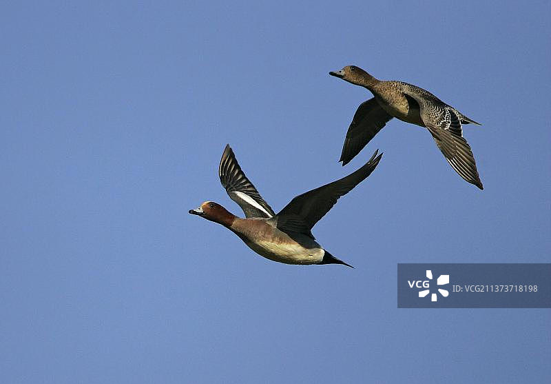 欧亚红鸭飞行，格洛斯特郡，英格兰，英国，欧洲图片素材