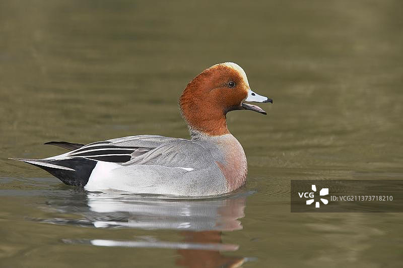 雄性赤颈鸭在水中鸣叫（英国，欧洲）图片素材