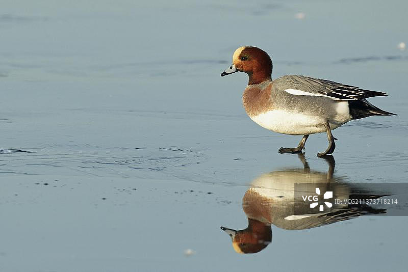 在结冰湖面上行走的雄性欧亚鸻，英国苏格兰图片素材