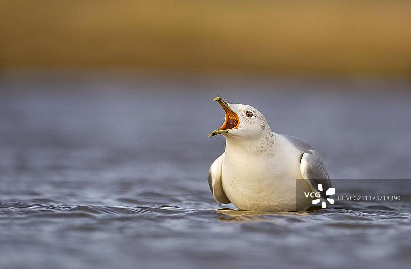 普通海鸥成鸟冬季羽毛，站在浅水泻湖中图片素材