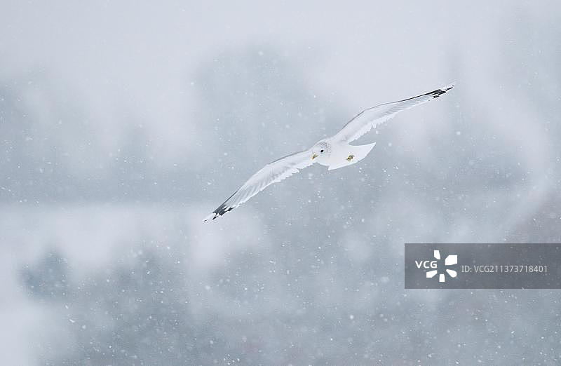 暴风雪中飞行的普通海鸥，英国德比郡图片素材