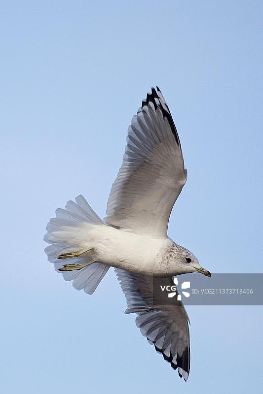 飞行中的普通海鸥（冬羽），英国萨福克图片素材