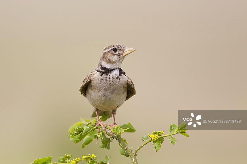 成年的麦穗云雀栖息在植物茎上，保加利亚，欧洲图片素材