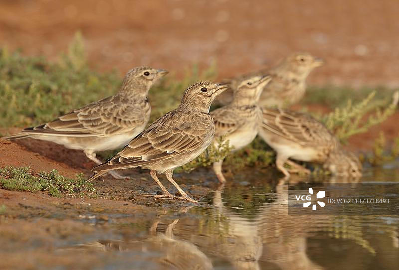 西班牙巨云雀幼鸟在阿拉贡贝尔奇特平原水池边饮水图片素材