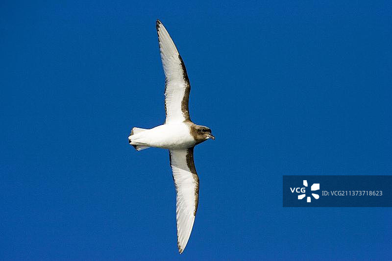 白翅海燕、南极海燕图片素材