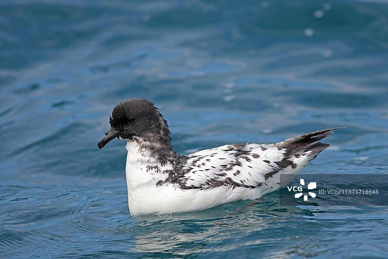 海角海燕，管鼻类动物，鸟类，成年海角海燕在海中游泳，凯库拉，新西兰，大洋洲图片素材