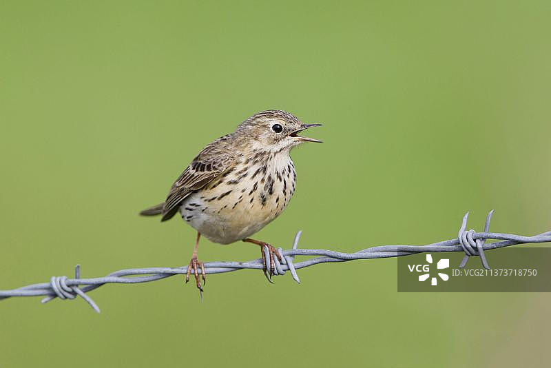 成年草鹨鸣叫，栖息在铁丝网上，萨福克，英国图片素材