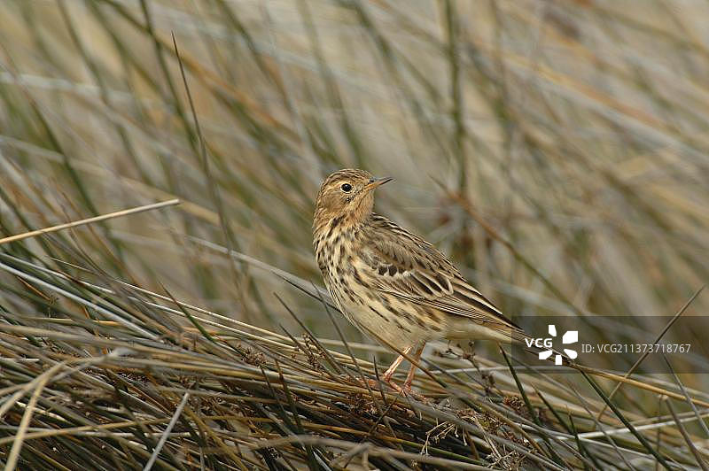 红喉鹨成鸟图片素材