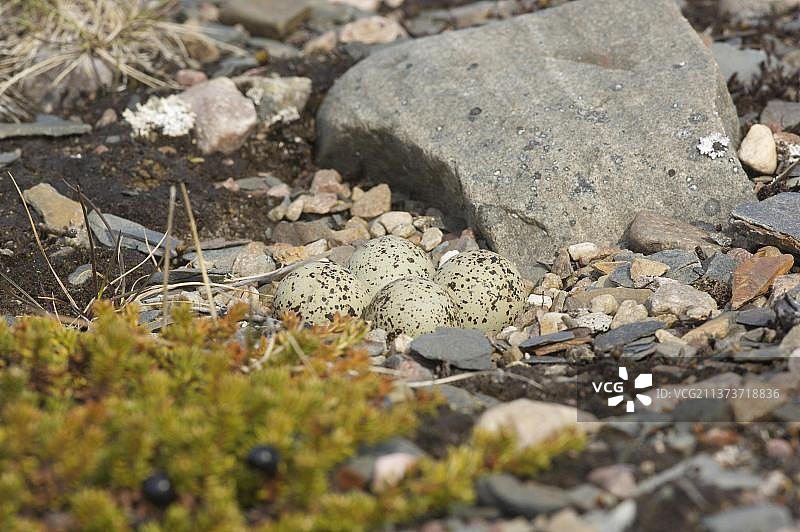 环颈鸻的巢穴（挪威）图片素材