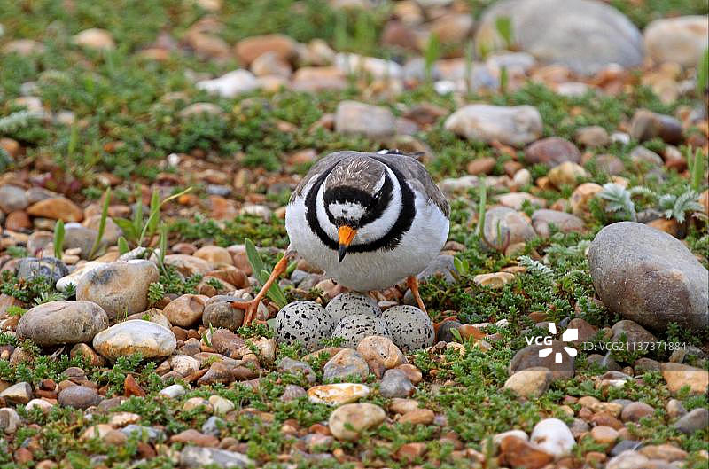 在英国东萨塞克斯赖伊港，环颈鸻（Charadrius hiaticula）成鸟栖息在巢中的四个蛋上图片素材