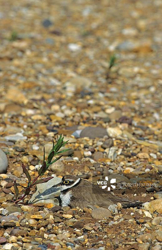小环颈鸻在卵石上的鸟巢，雨滴，英国图片素材