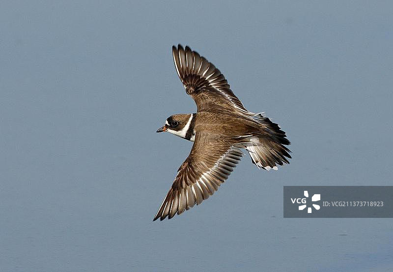 美洲沙鸻图片素材