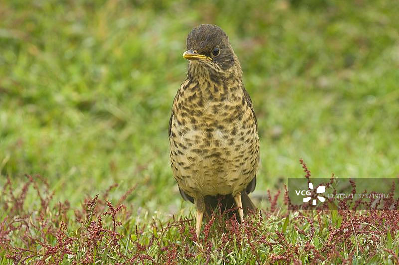 福克兰鸫幼鸟，在酢浆草中，海狮岛，东福克兰群岛图片素材