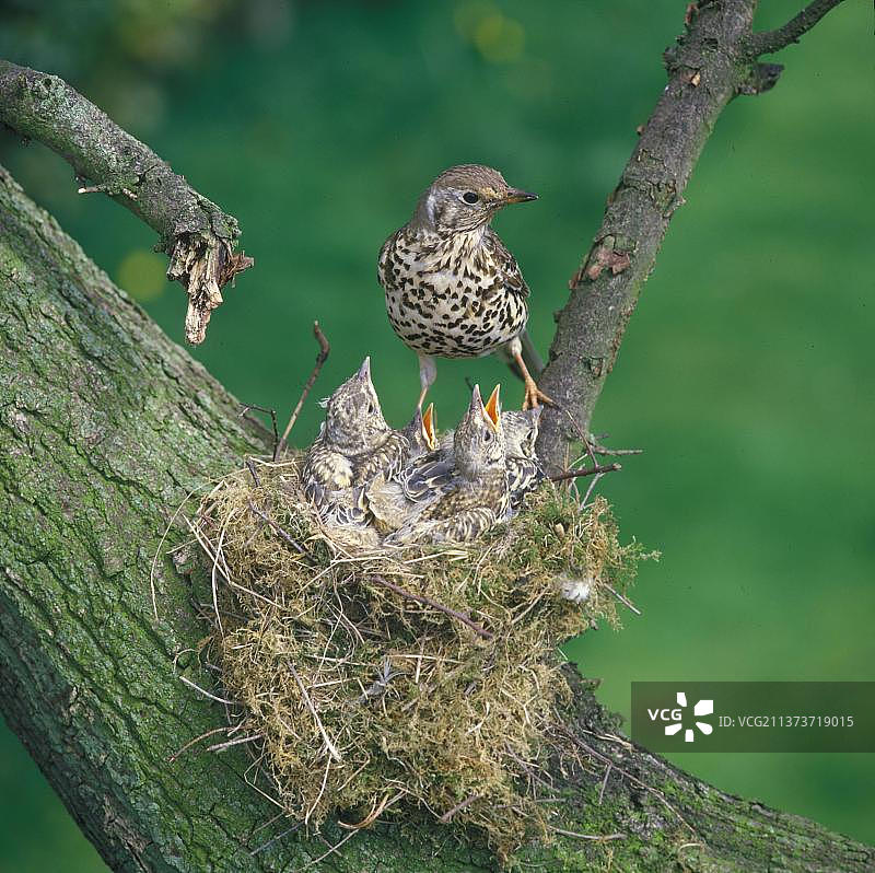 槲鸫，槲鸫（Turdus viscivorus），鸣禽，动物，鸟类，巢中的槲鸫，幼鸟嗷嗷待哺图片素材
