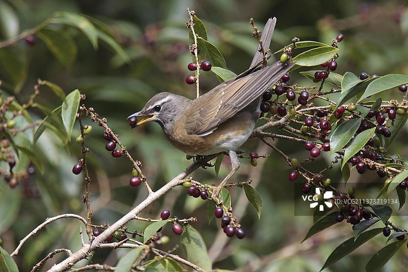 海南省尖峰岭的树上，正在吃水果的眉纹歌鸫雄鸟图片素材