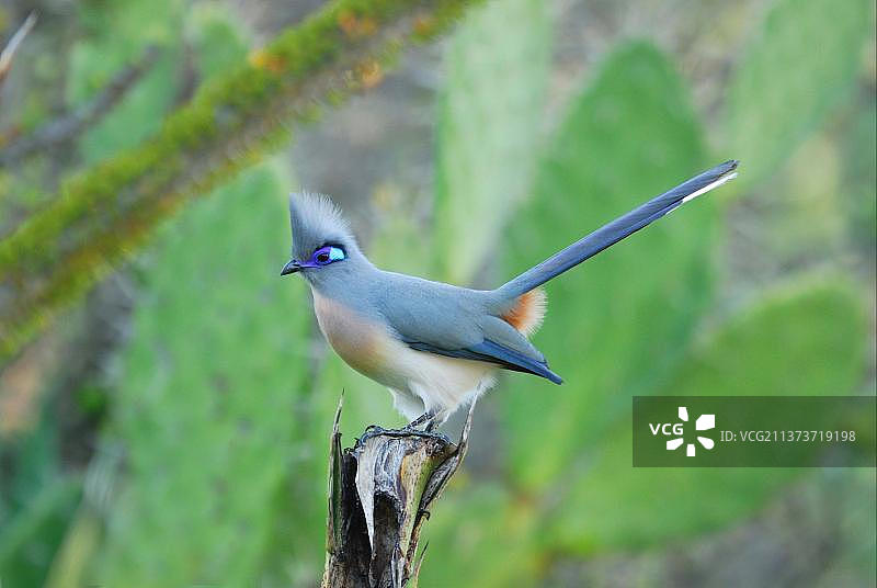 马达加斯加南部贝伦蒂自然保护区内，罗望子林中栖息的凤头鹃图片素材