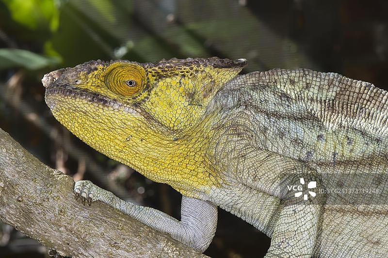 伞蜥，马达加斯加，非洲图片素材