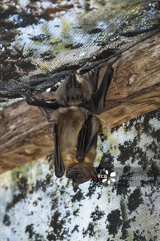 马达加斯加狐蝠栖息在谷仓中图片素材