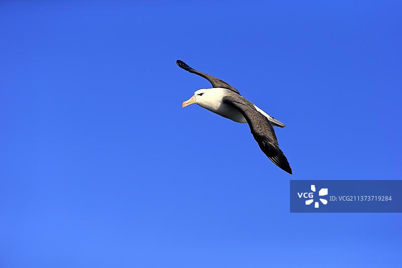 黑眉信天翁，好望角，南非，非洲图片素材