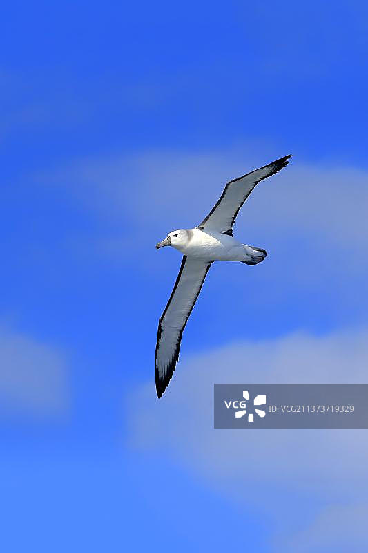 害羞的信天翁，好望角，南非，非洲图片素材