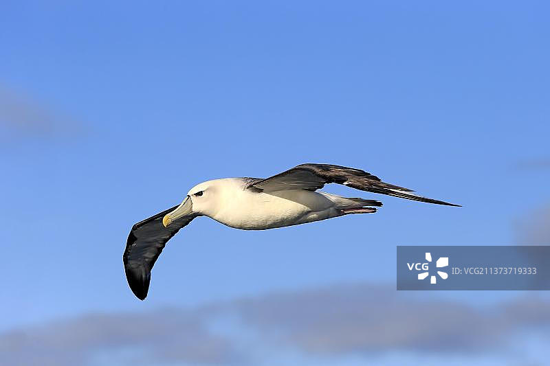 害羞的信天翁，好望角，南非，非洲图片素材