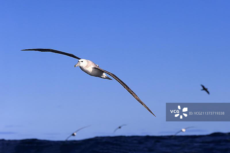 害羞信天翁，好望角，南非，非洲图片素材