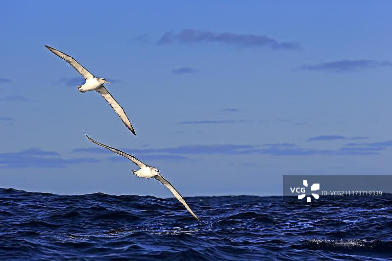 害羞信天翁，好望角，南非，非洲图片素材
