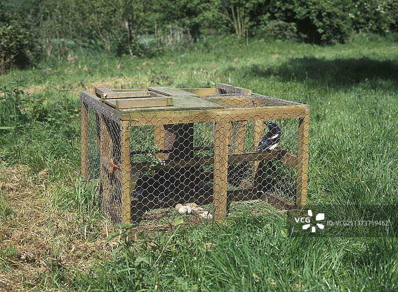 喜鹊、鹊类、鸦科鸟类、鸣禽、动物、鸟类，用于捕捉喜鹊的拉森陷阱图片素材