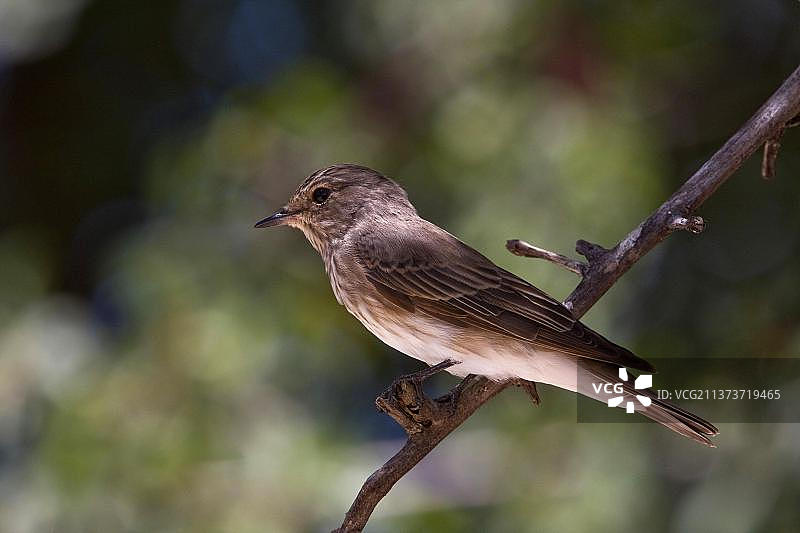 博茨瓦纳越冬的斑姬鹟图片素材