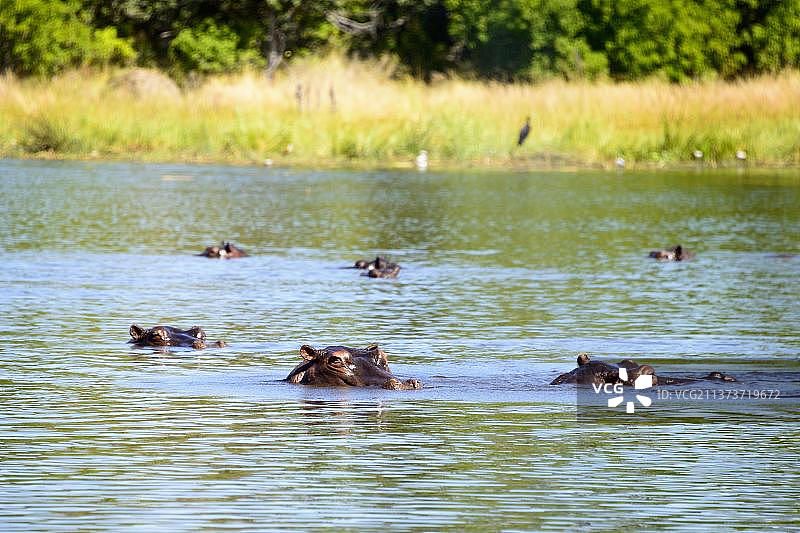 河马（非洲河马），博茨瓦纳靠近马巴贝村的库瓦伊河图片素材