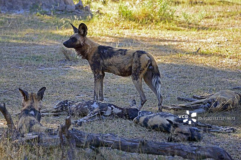 非洲野犬，莫雷米野生动物保护区，博茨瓦纳，非洲图片素材