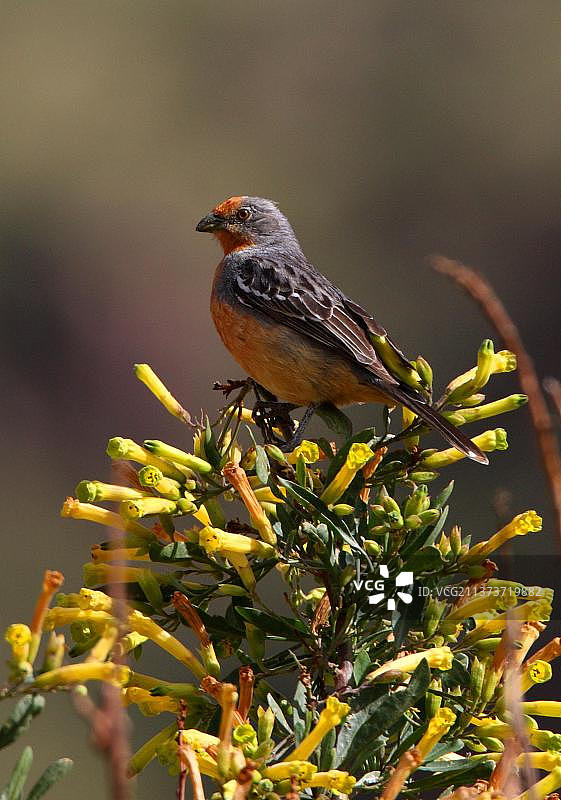 双带植物切割者，成年雄性栖息在开花灌木丛中，阿根廷胡胡伊图片素材