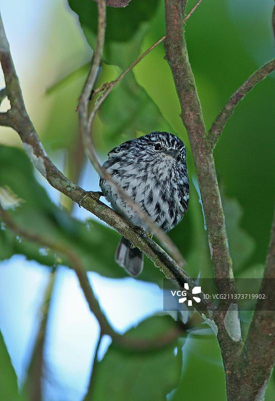 莺雀，鸣禽，动物，鸟类，箭头莺雀（Dendroica pharetra）成年，栖息在树枝上，蓝山，牙买加，中美洲图片素材