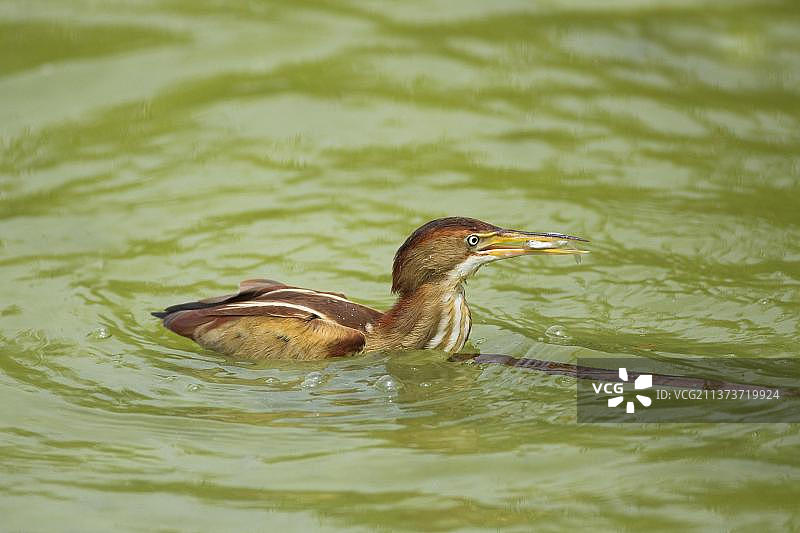 美洲苇鳽（Ixobrychus exilis）成年雌性，嘴里叼着鱼在水中觅食，地点：美国德克萨斯州马斯塘岛阿兰萨斯港图片素材