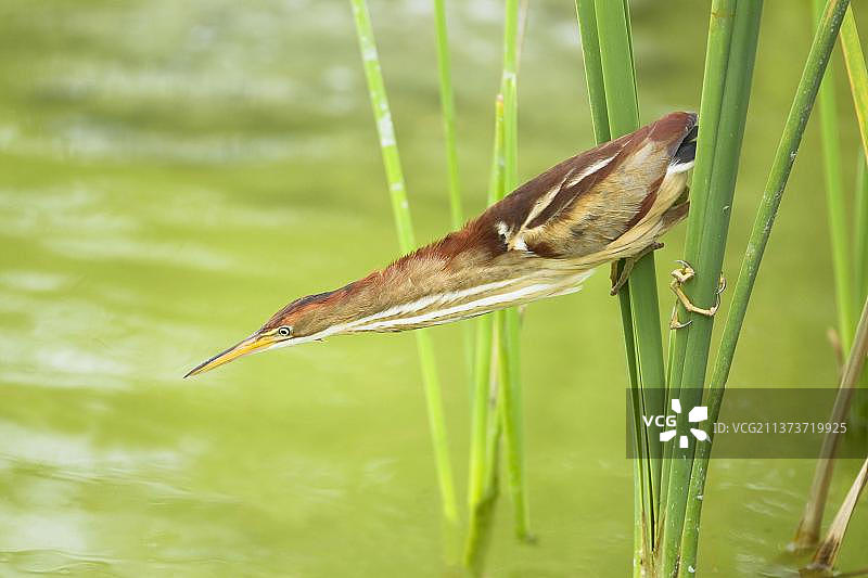 小苇鹭成年雌鸟，伸长脖子捕鱼图片素材