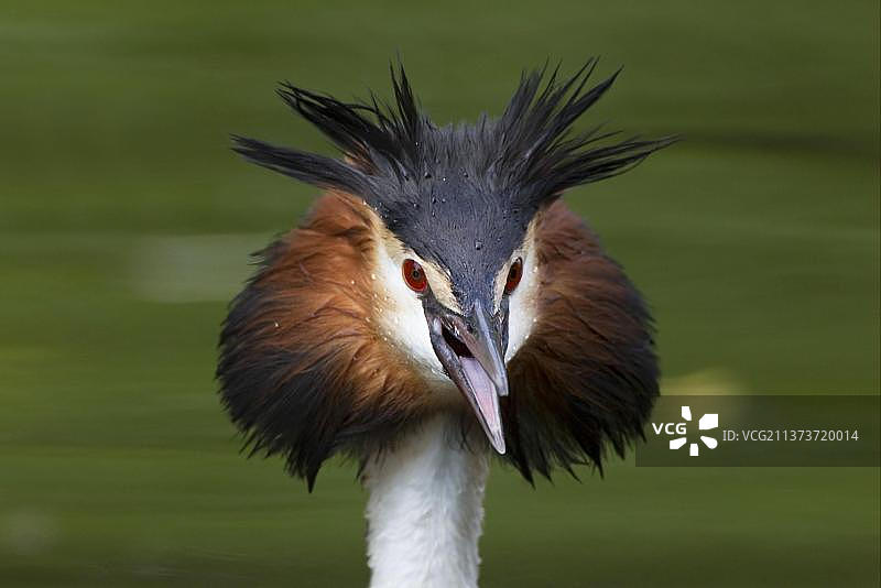 凤头䴙䴘成年个体头部特写，张开喙，羽毛竖立，呈威胁姿态，英国泰晤士河图片素材