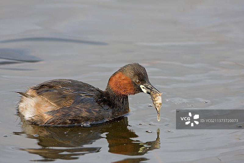 小䴙䴘成鸟，夏季羽毛，捕食三刺鱼图片素材