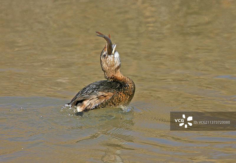 北美小䴙䴘（Podilymbus podiceps）成年冬羽吞食鱼，美国新墨西哥州图片素材