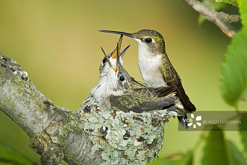 红宝石喉蜂鸟（雌性成年）与小鸡图片素材