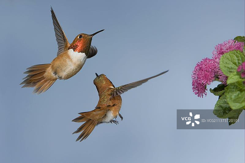 两只棕煌蜂鸟花间追逐图片素材