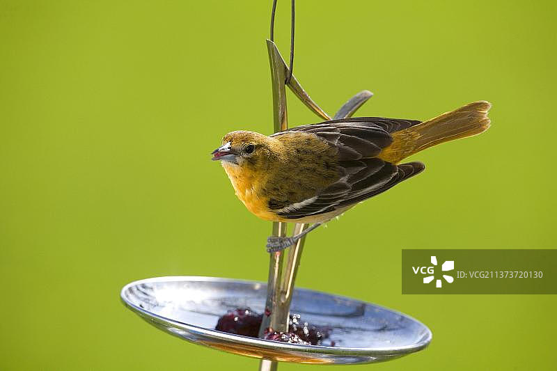 北美金莺（Icterus galbula）成年雌鸟在北达科他州花园喂食器上觅食图片素材